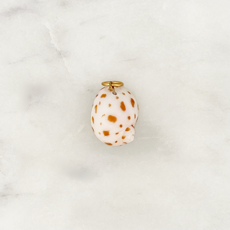 DYO Big Beach Shell